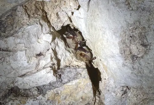 Fledermäuse im Kellergewölbe